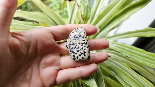 Medium Dalmatian Jasper worry stones